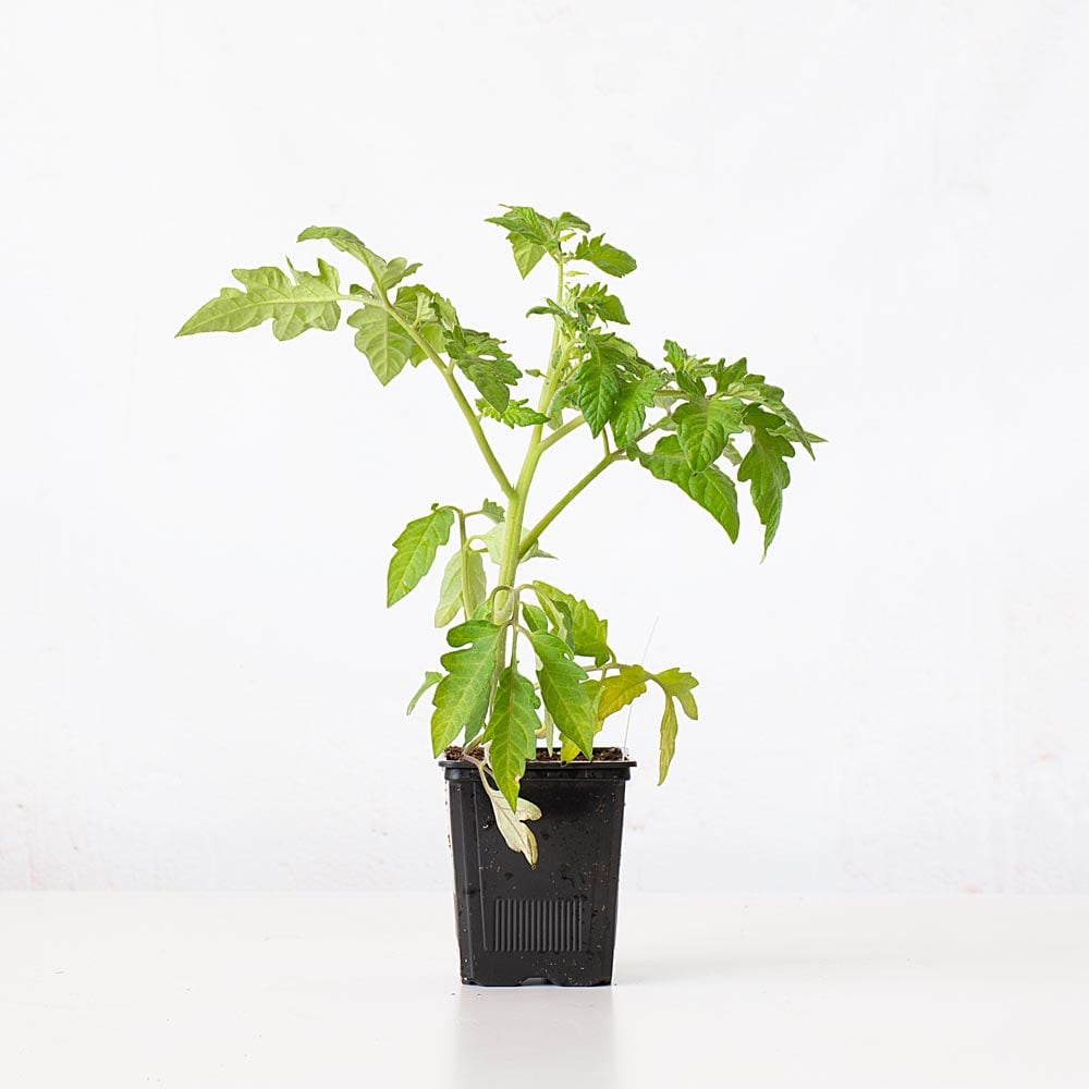 greentomatoさま Tomato 'Green Zebra' | White Flower Farm