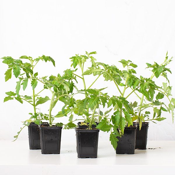 Set of 6 Heirloom Tomatoes White Flower Farm