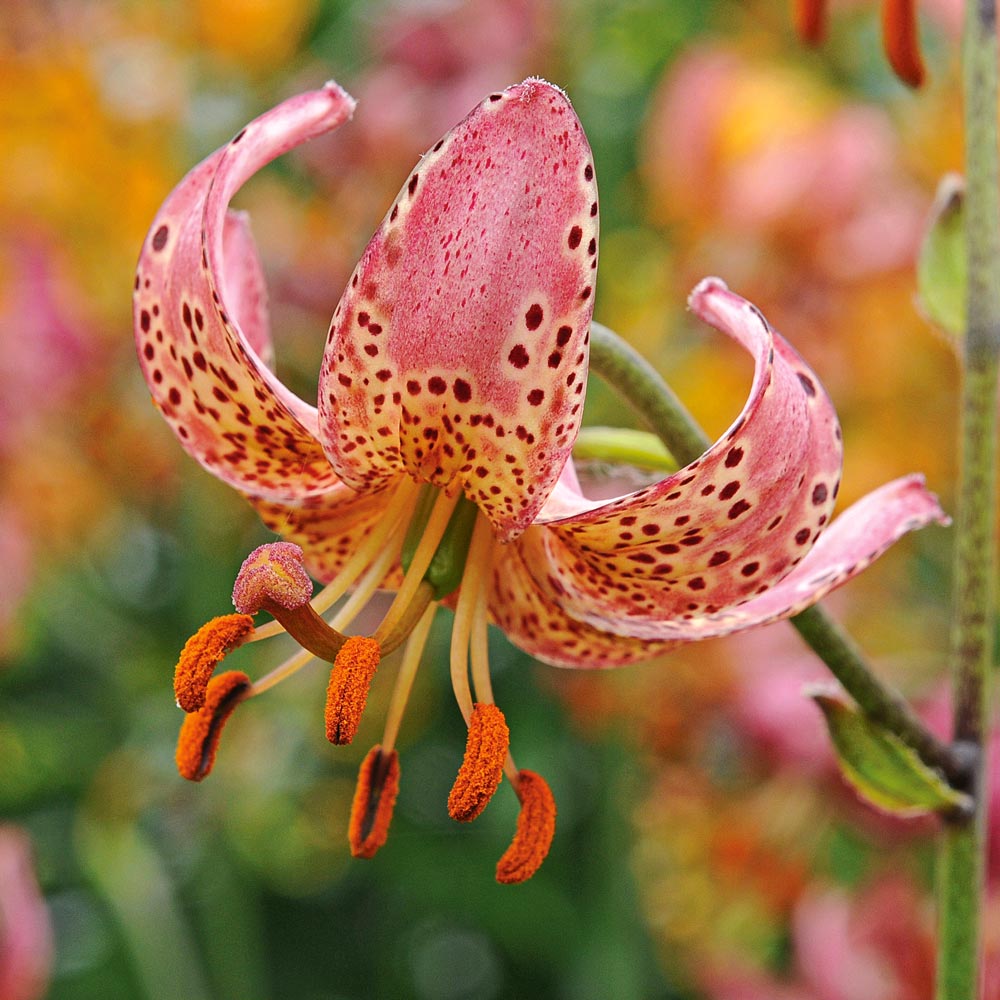 Lilium 'Manitoba Morning'