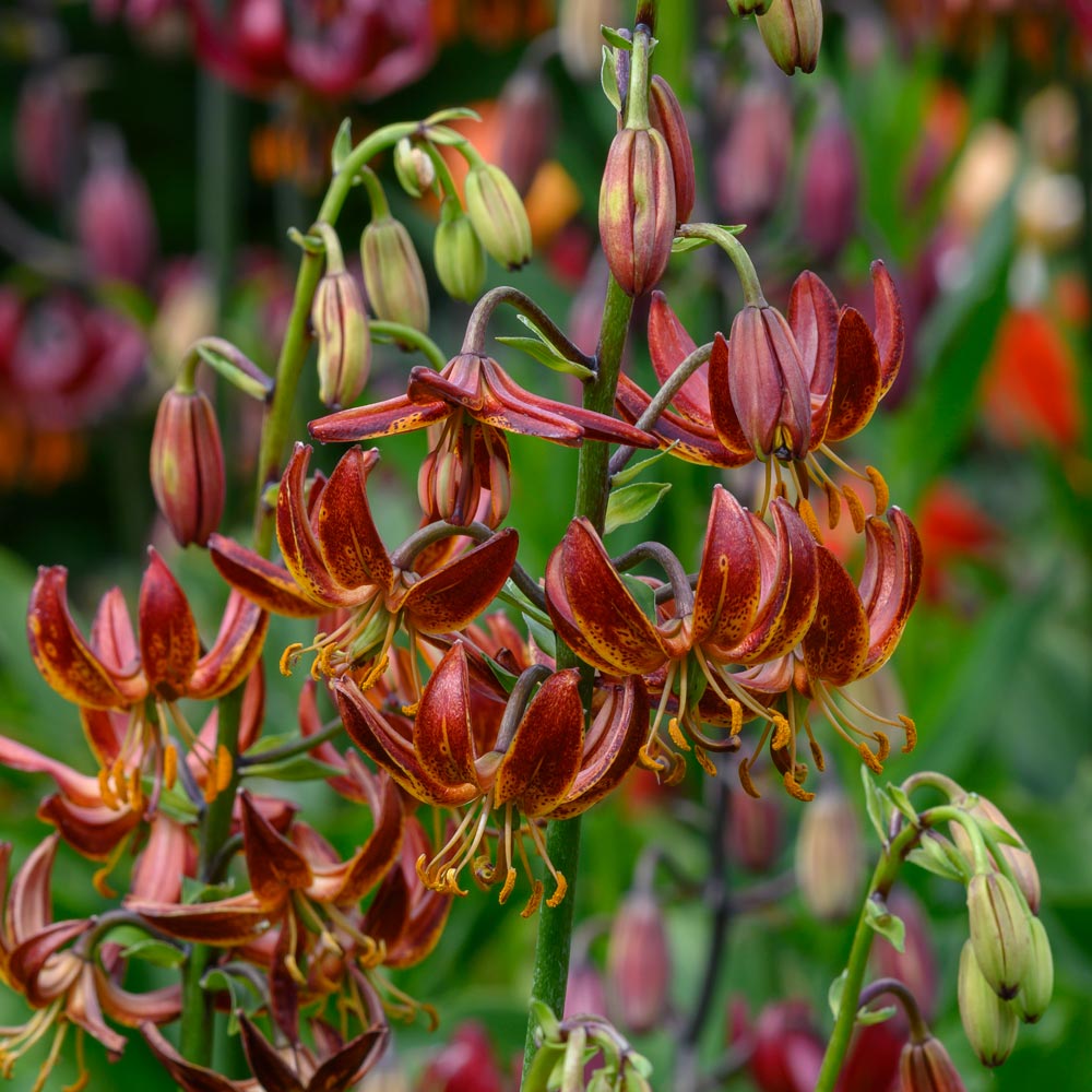 Lilium 'Arabian Knight'