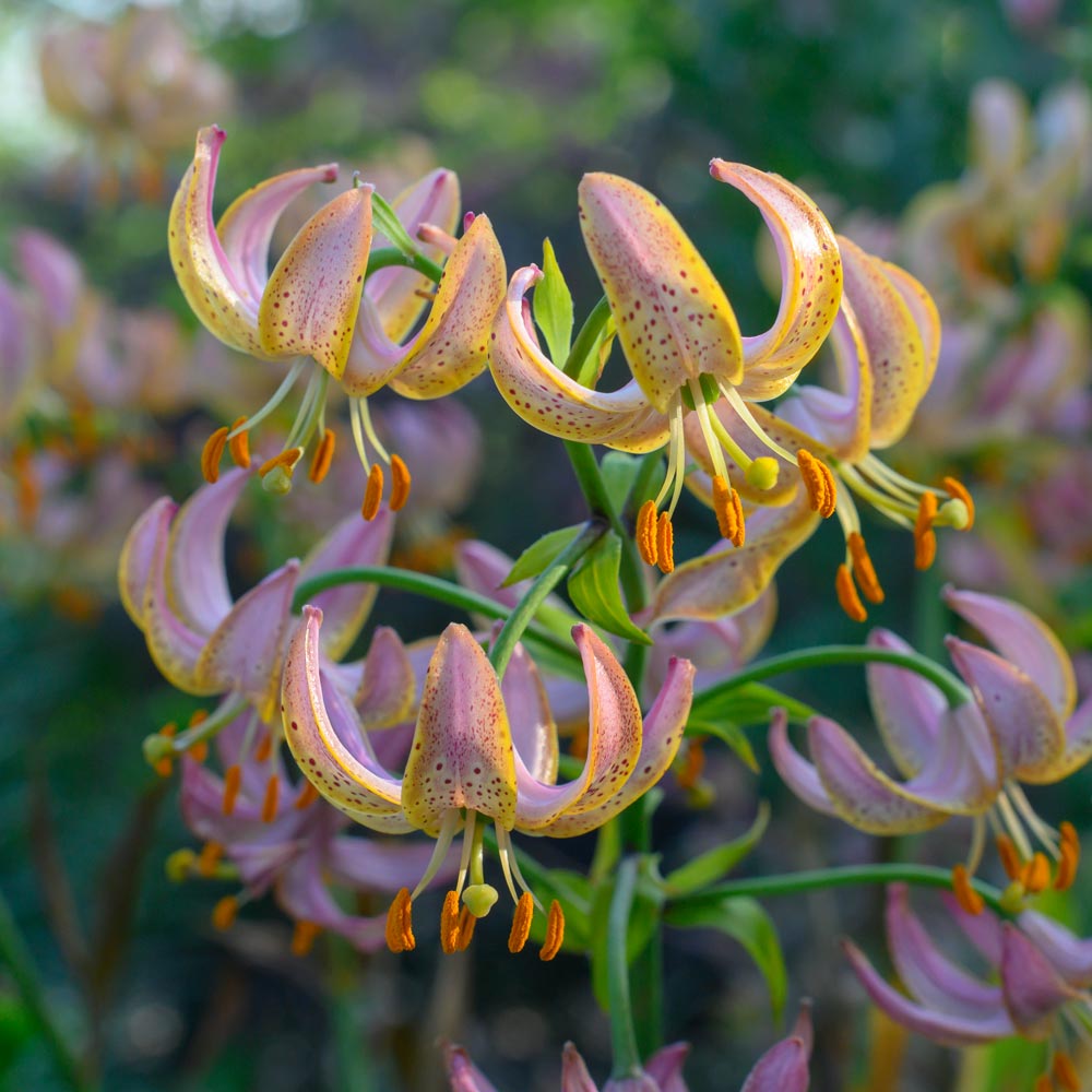 Lilium 'Fairy Morning'