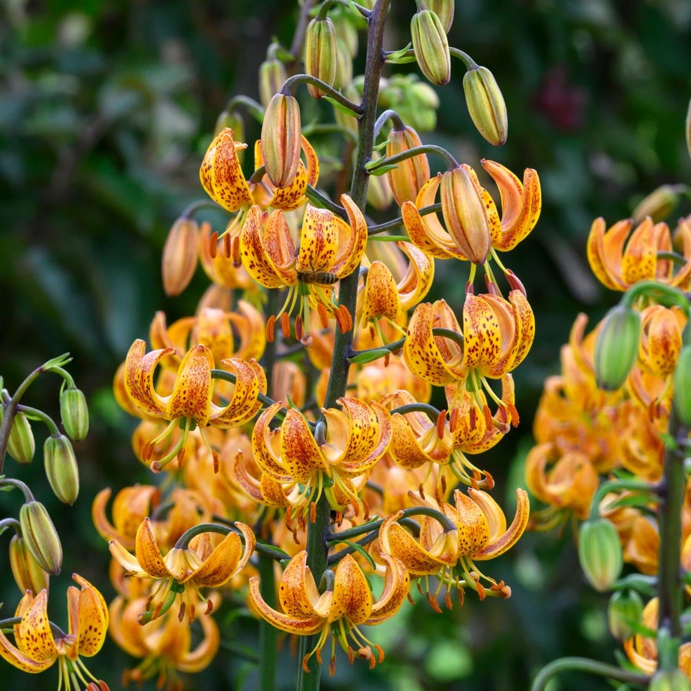 Lilium 'Sunny Morning'