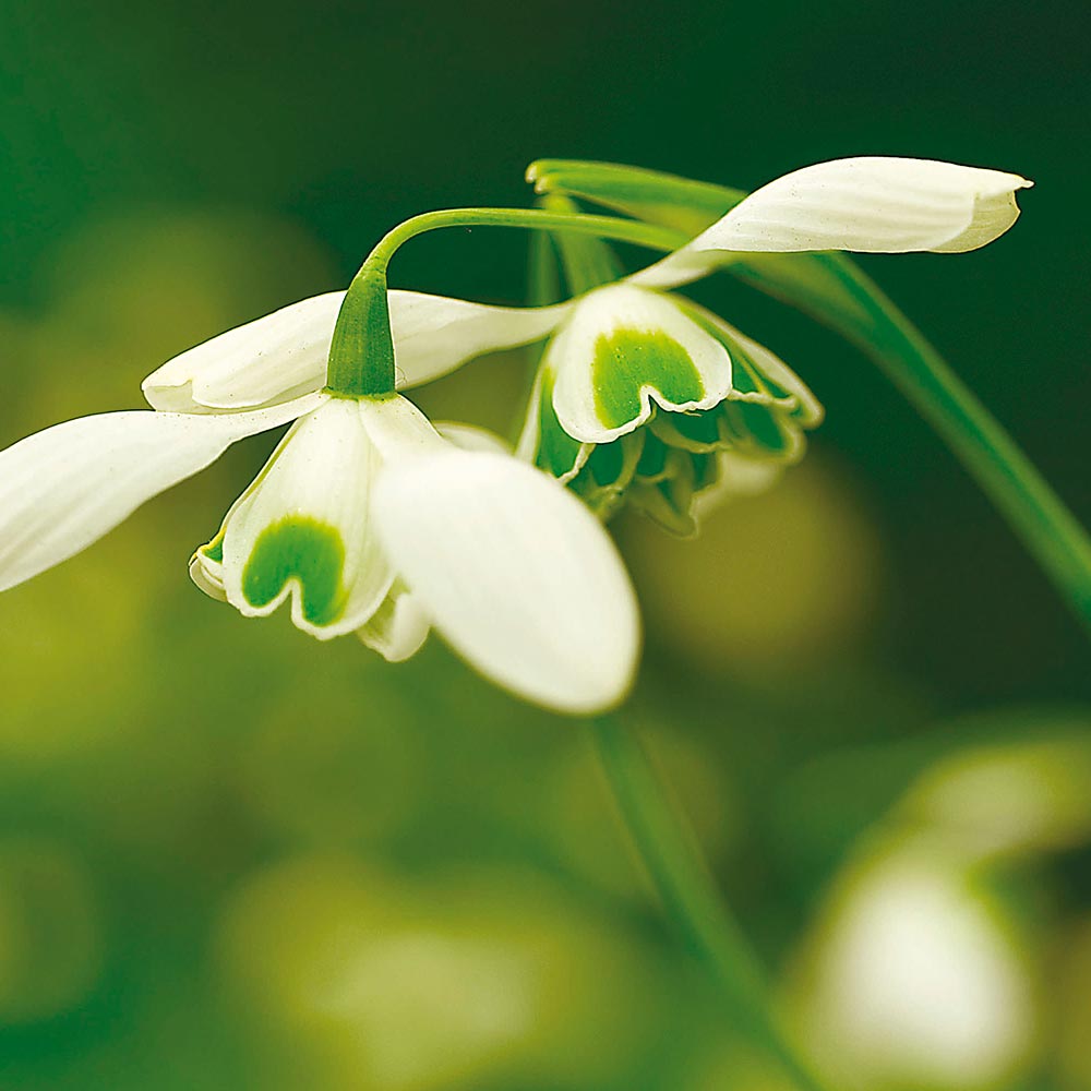 Galanthus 'Hippolyta'