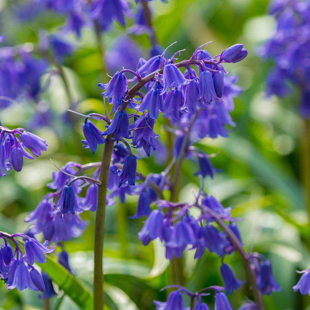 Hyacinthoides 'Bakkum Blue'