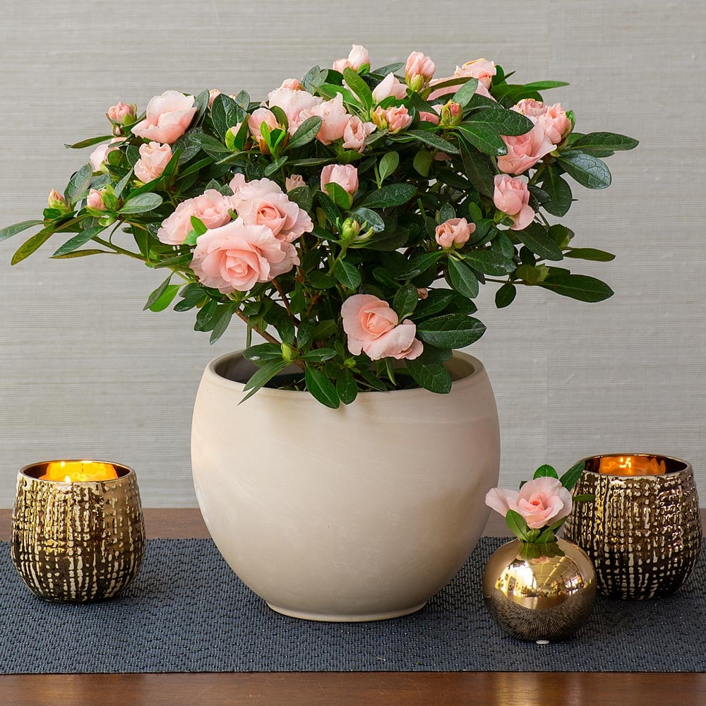 Azalea Rozalea® in cream ceramic cachepot
