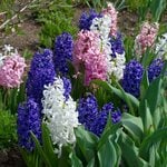  Hyacinthus May Day Bouquet Mix