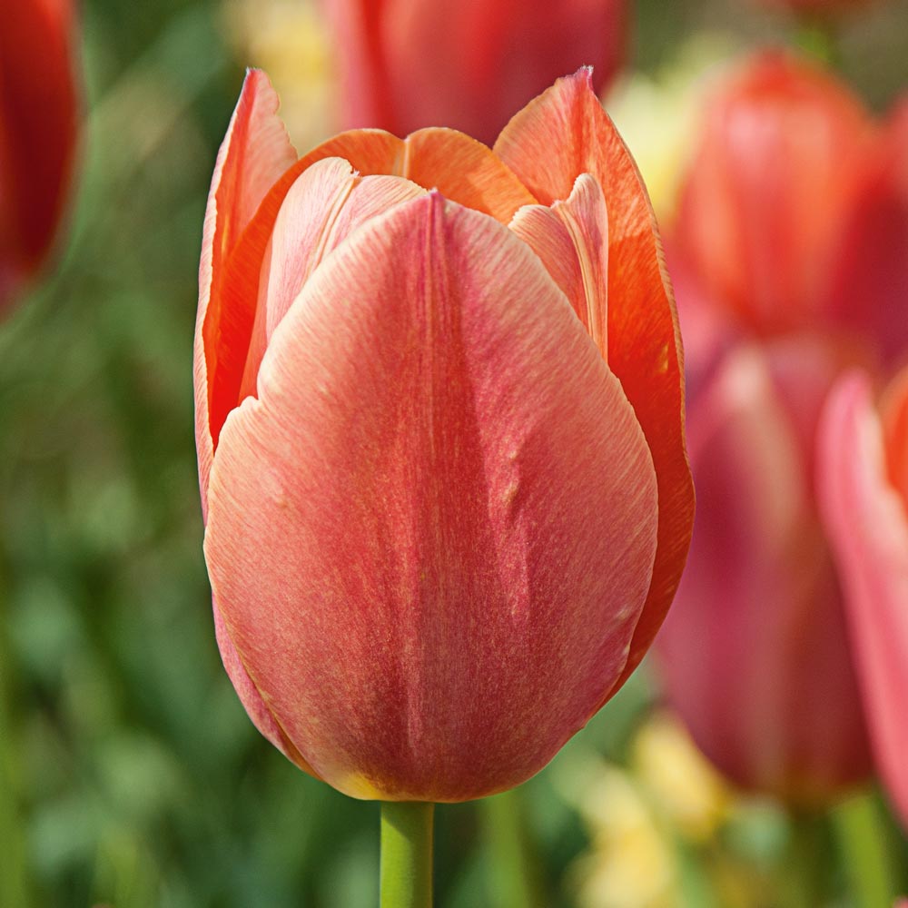 Pastel Stretch Tulip Mix White Flower Farm