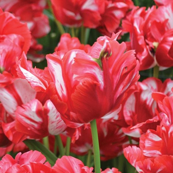 Stretch Tulip Mixture | White Flower Farm