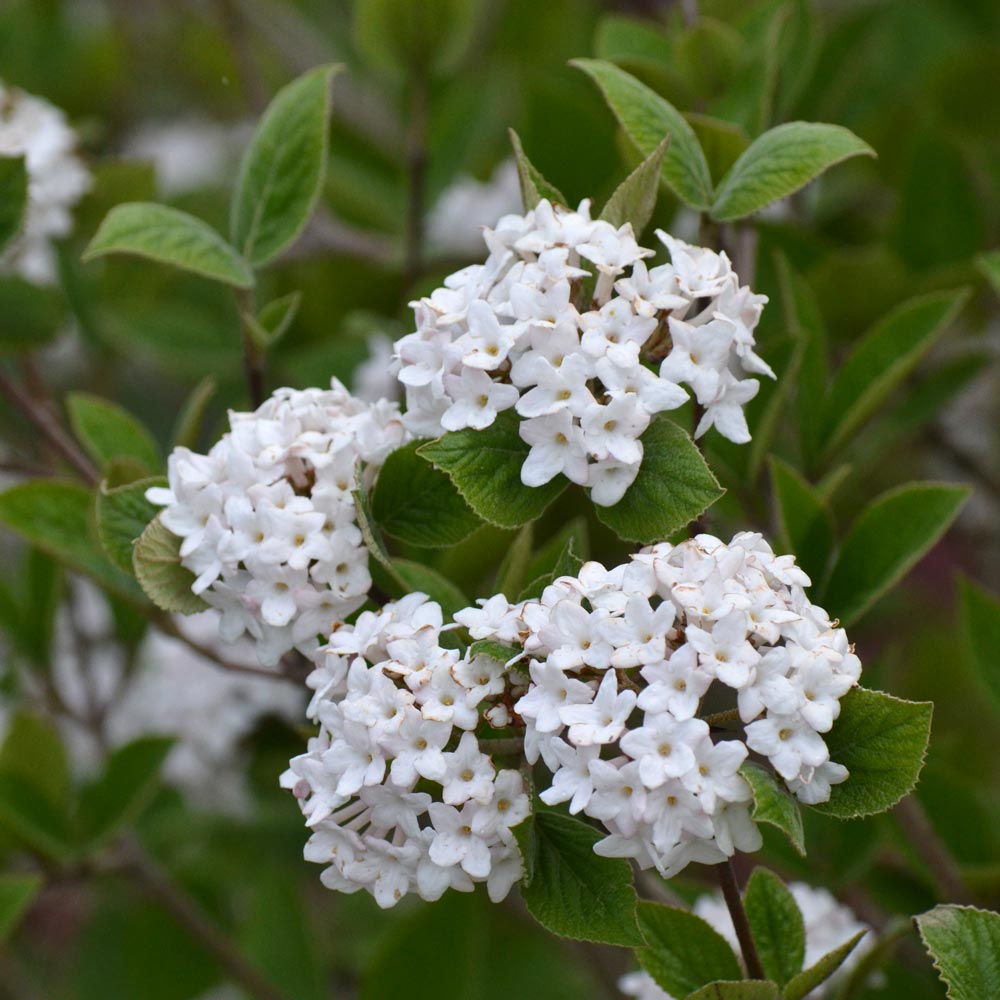 Viburnum carlesii Spice Baby™