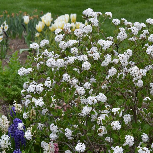 Viburnum carlesii Spice Baby™ White Flower Farm