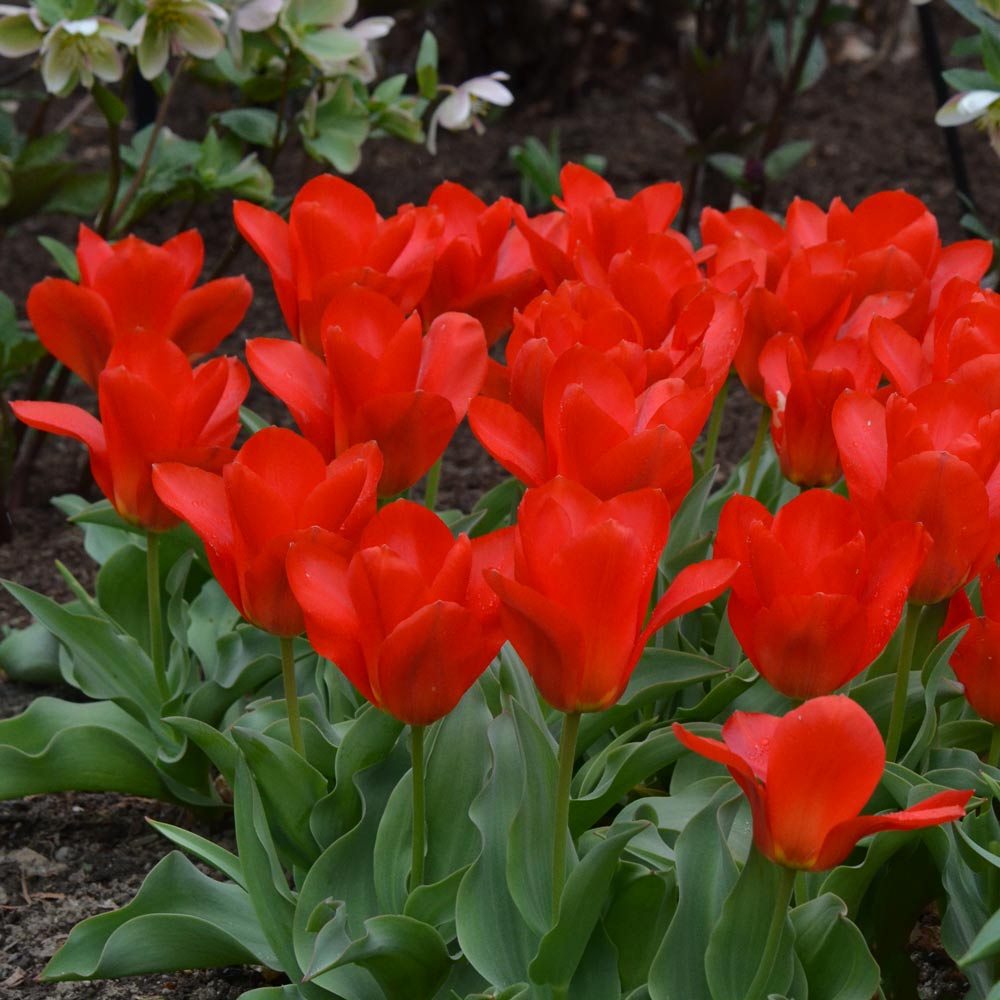Tulip 'Princeps Red'