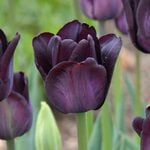  Tulip 'Paul Scherer'