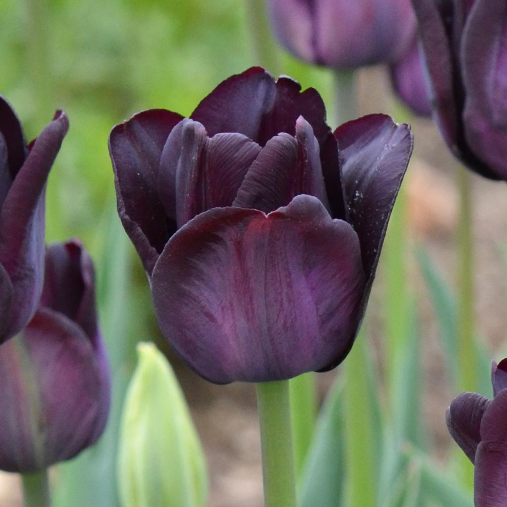 Tulip 'Paul Scherer'