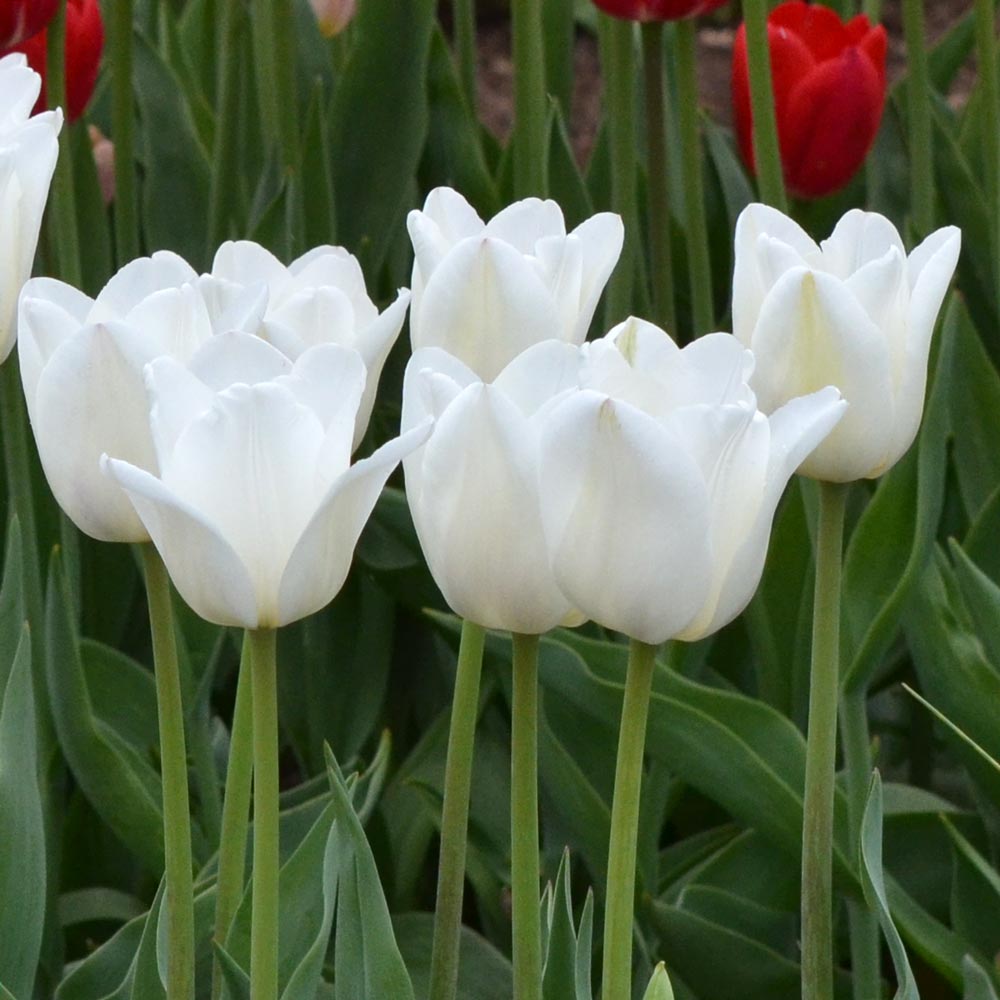 Tulip 'Darwisnow'