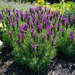  Lavandula stoechas (Lavender) Primavera