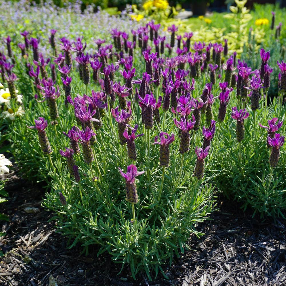 Lavandula stoechas (Lavender) Primavera