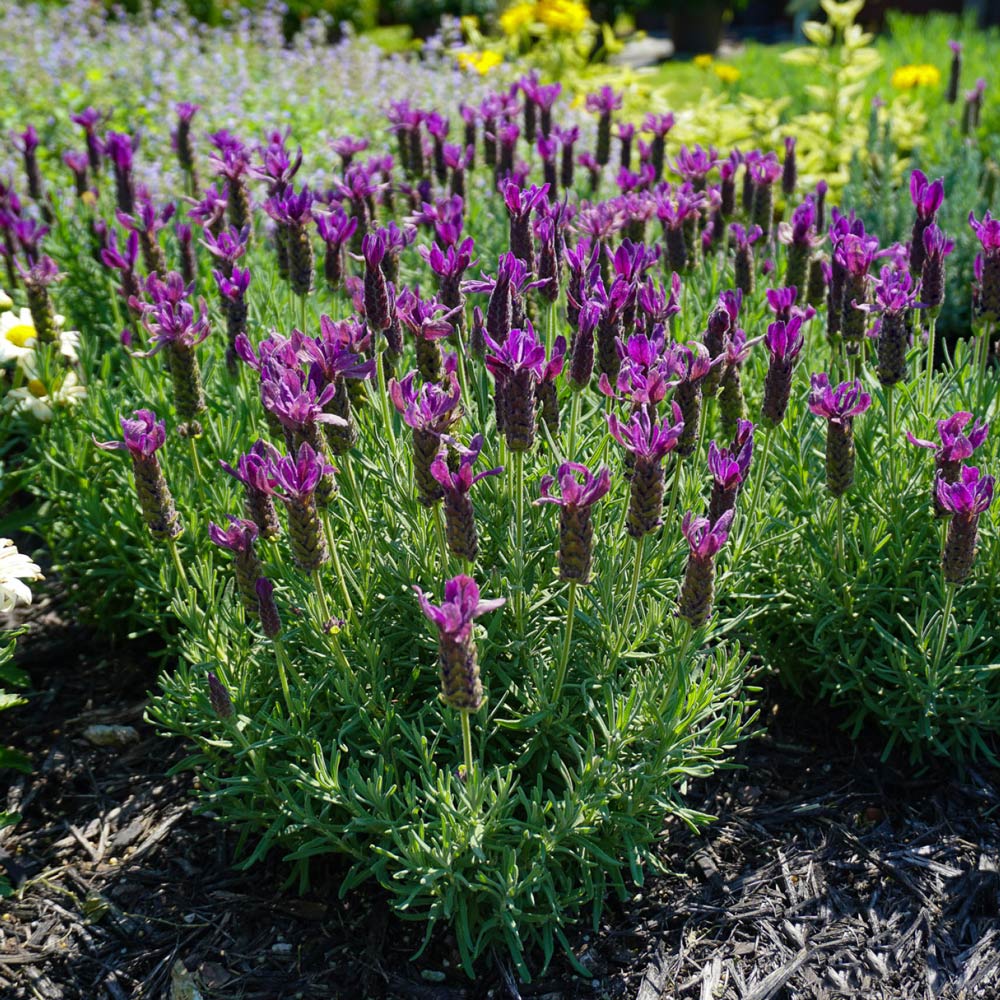 Lavandula stoechas (Lavender) Primavera