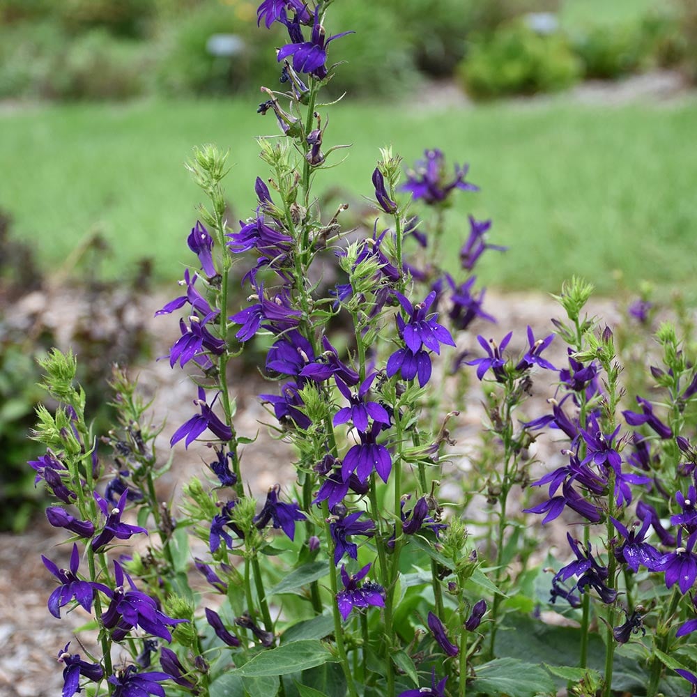 Lobelia speciosa Starship™ Blue White Flower Farm