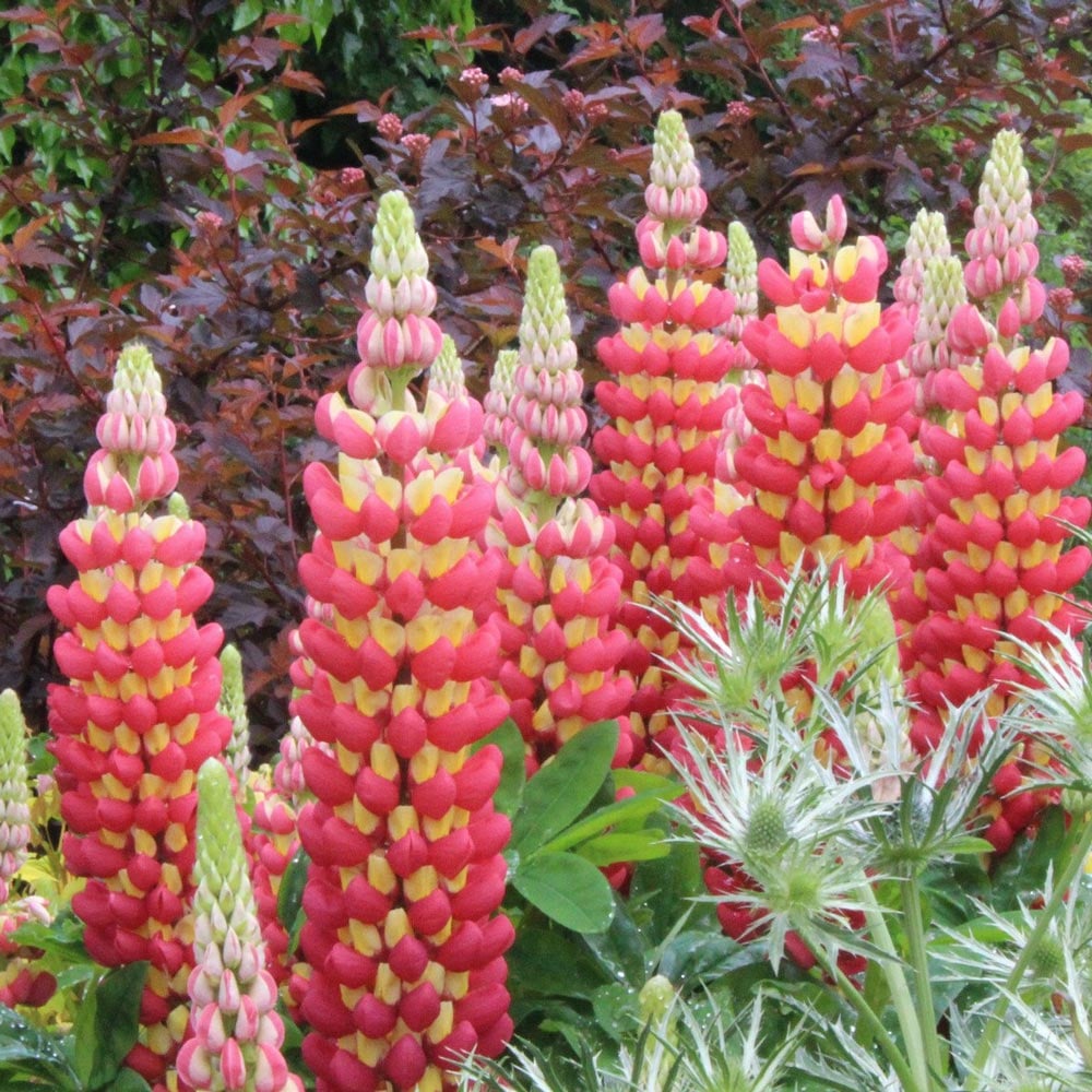 Lupinus 'Tequila Flame'