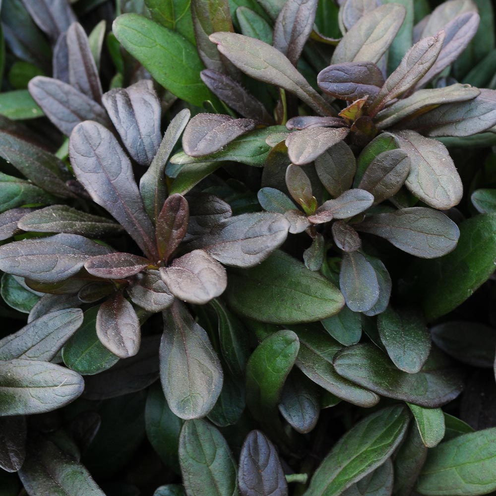 Ajuga reptans Chocolate Chip