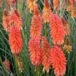  Kniphofia 'Poker Face'