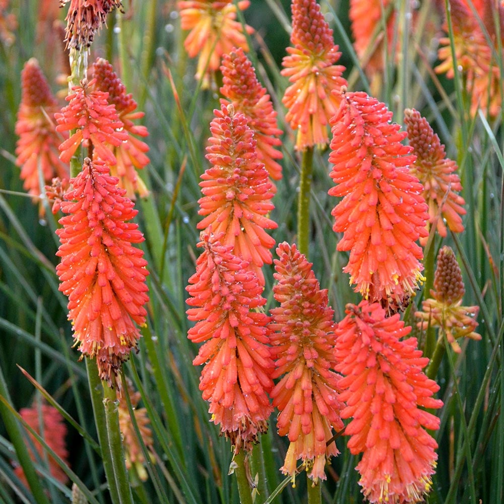 Kniphofia 'Poker Face'