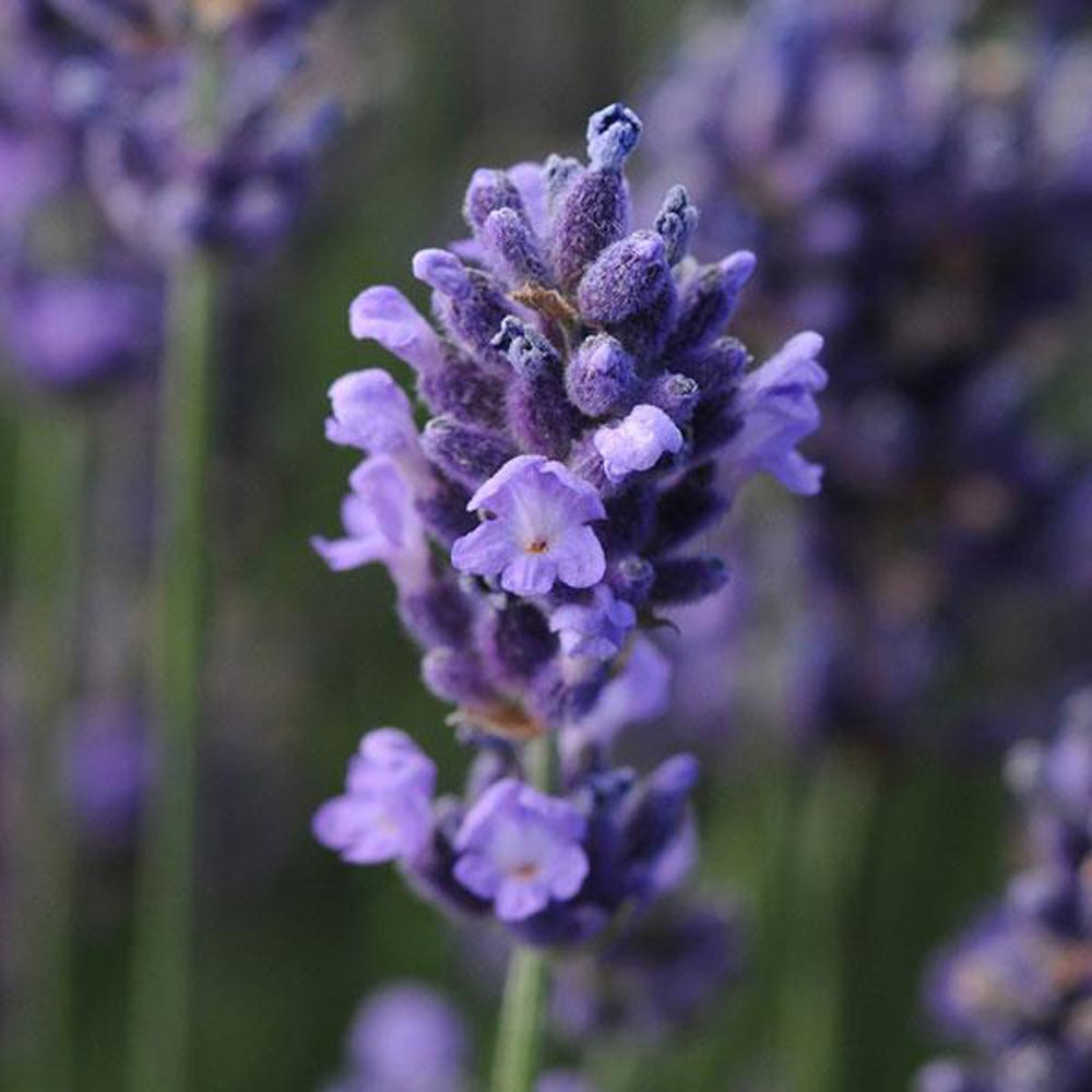 Lavandula angustifolia (Lavender) 'SuperBlue'