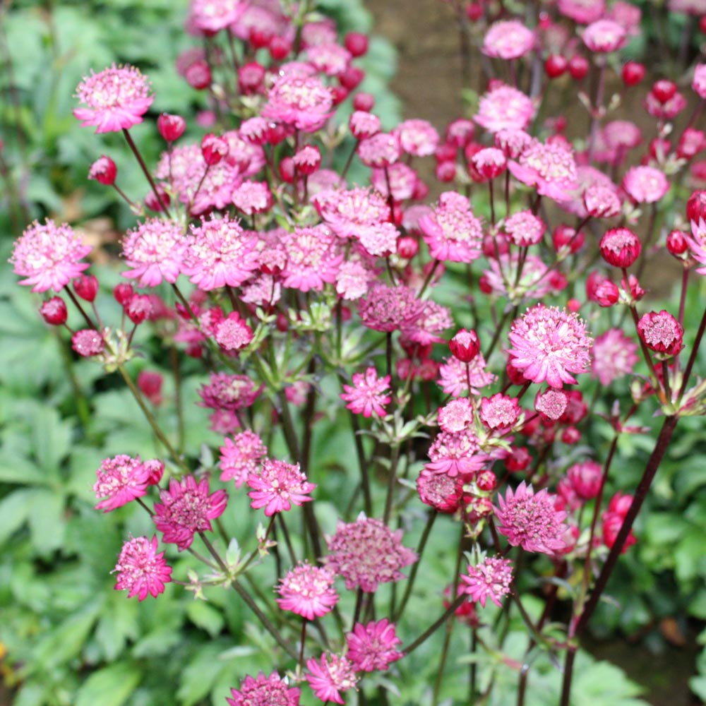 Astrantia major 'Star of Fire'