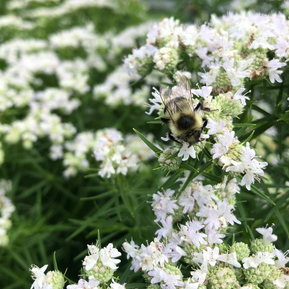Pycnanthemum tenuifolium