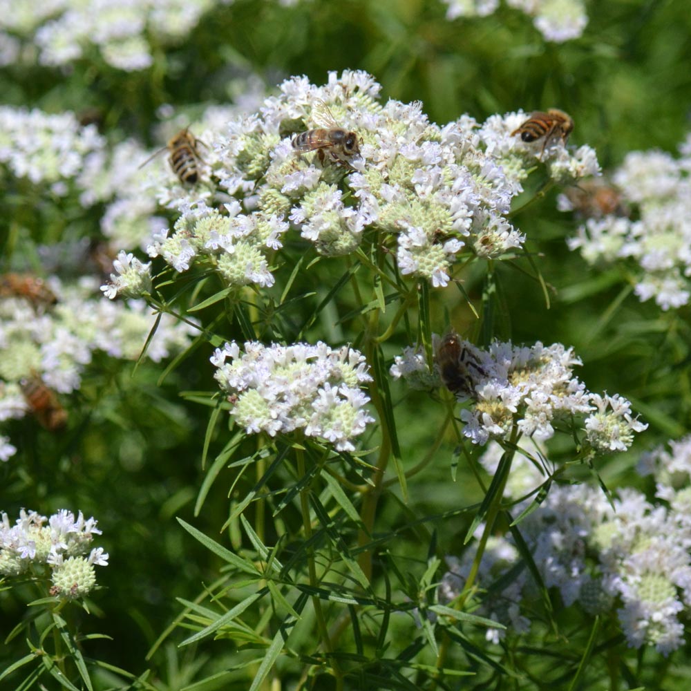 Pycnanthemum tenuifolium