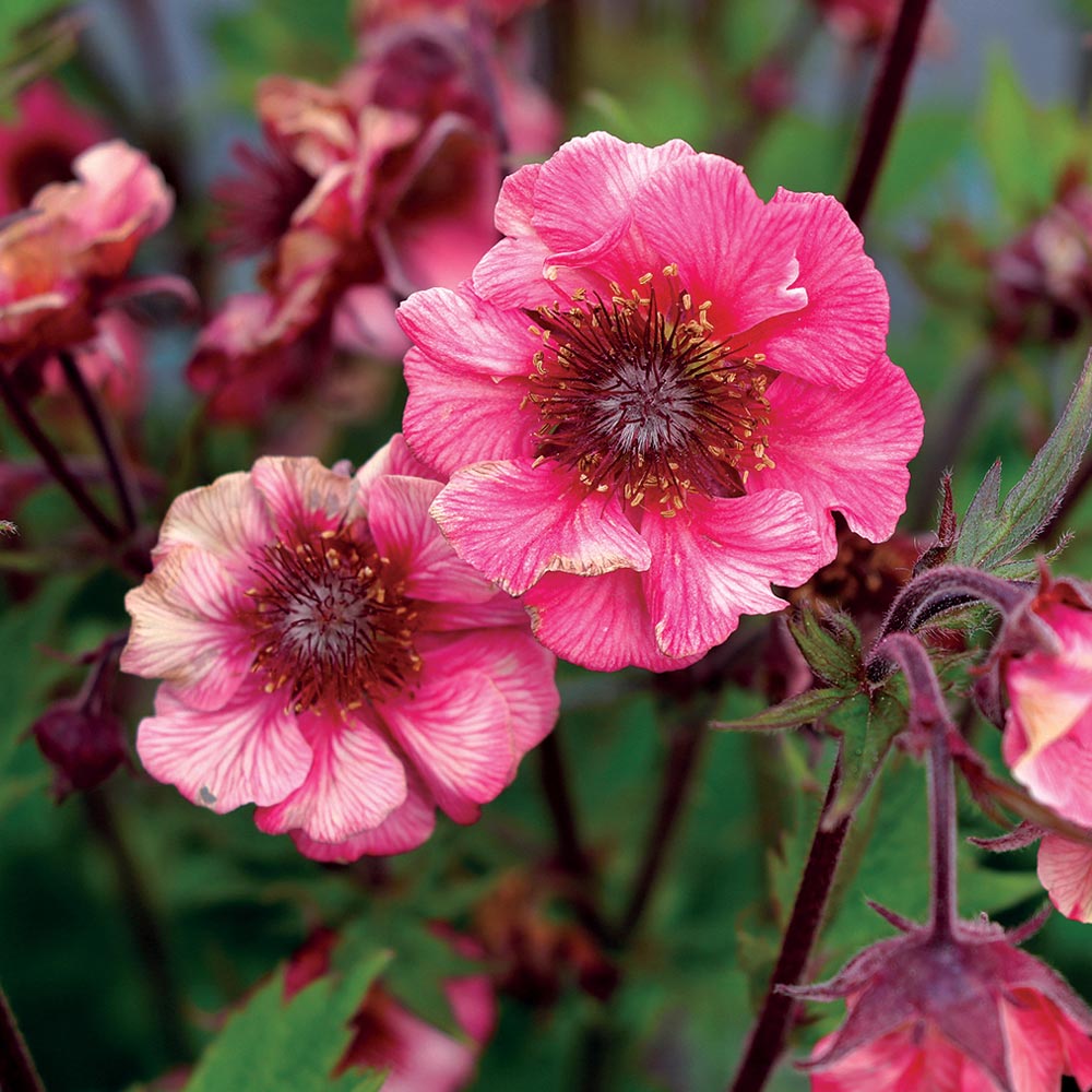 Geum Tempo™ Rose