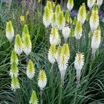  Kniphofia 'Lady Luck'