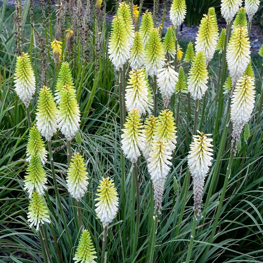 Kniphofia 'Lady Luck'