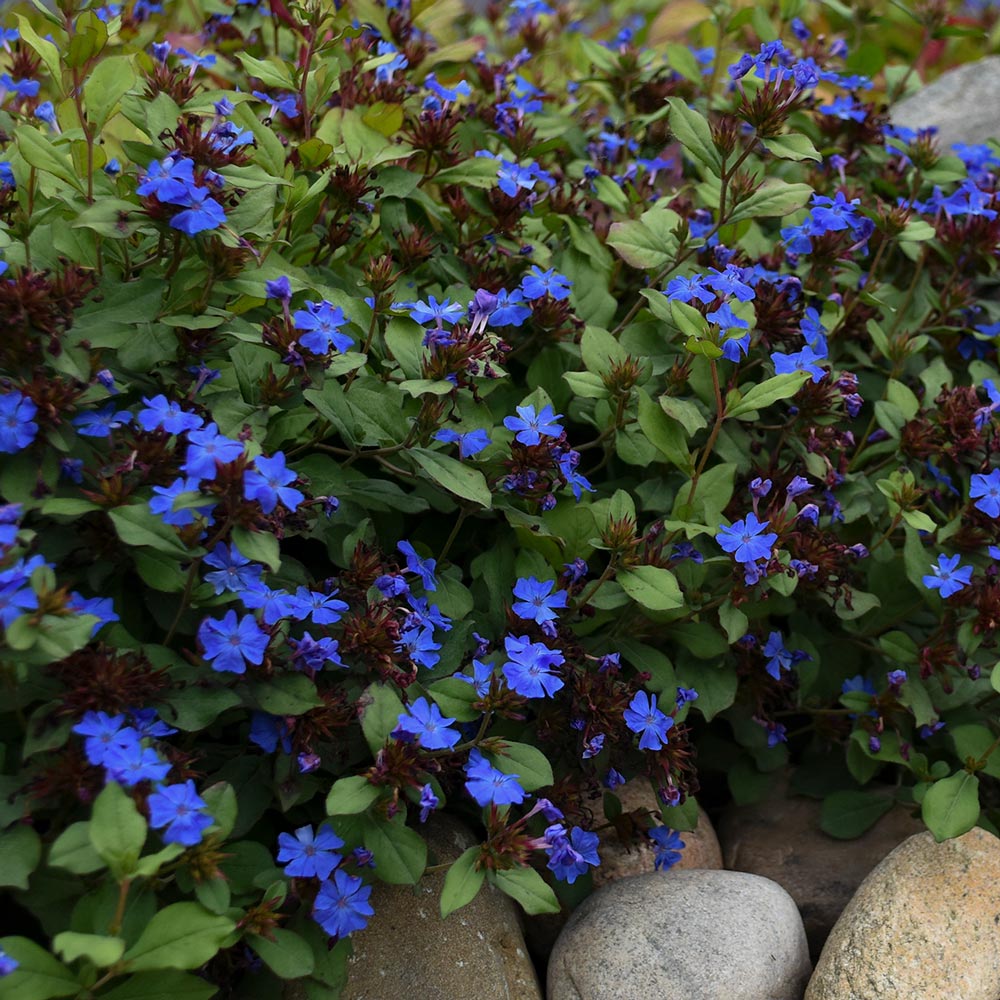 Ceratostigma plumbaginoides