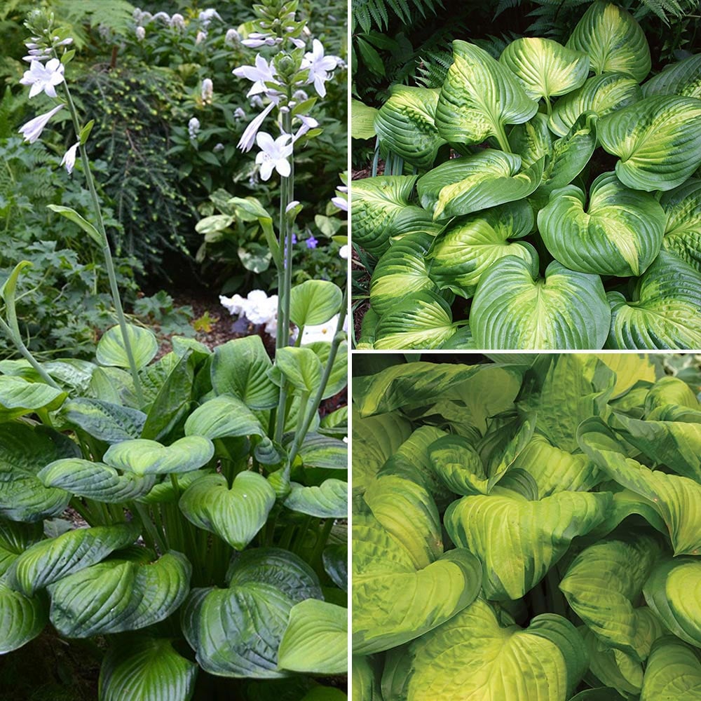 Fragrant Hosta Collection