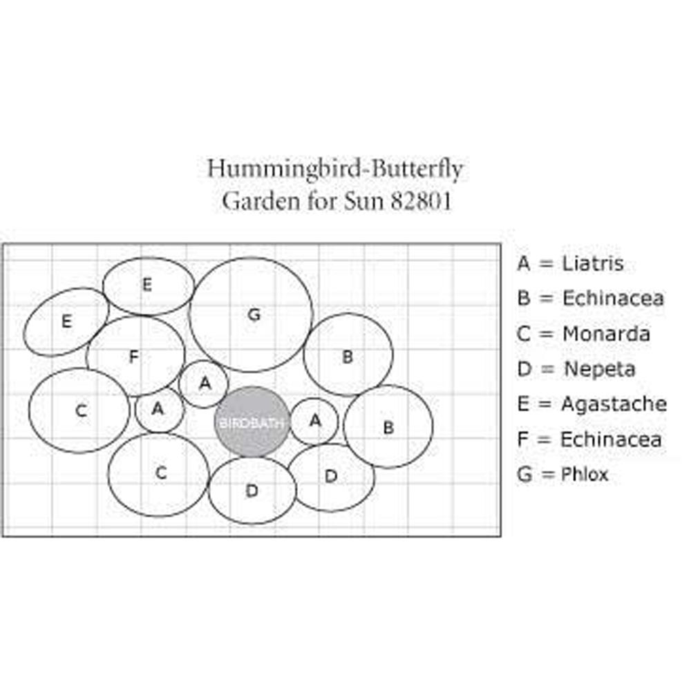 HummingbirdButterfly Garden for Sun White Flower Farm
