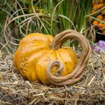  Entwined Vine Stone Pumpkin