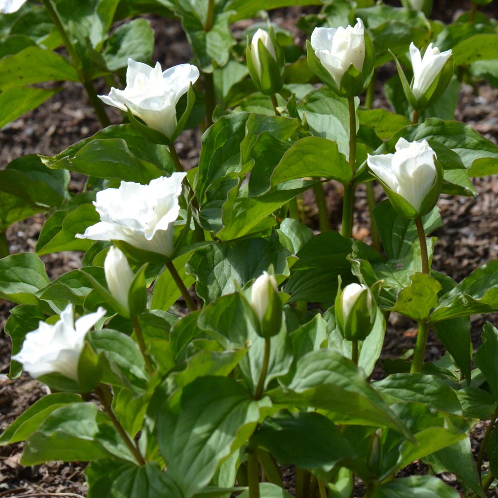 Trillium grandiflorum 'Flore Pleno' White Flower Farm