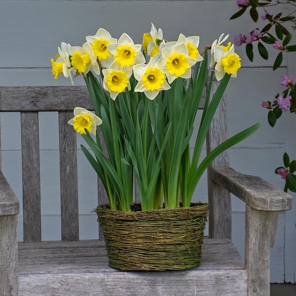 Narcissus 'Cornish King,' Ready-to-Bloom Basket