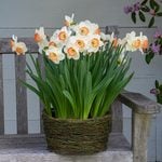  Narcissus 'Pink Charm,' Ready-to-Bloom Basket