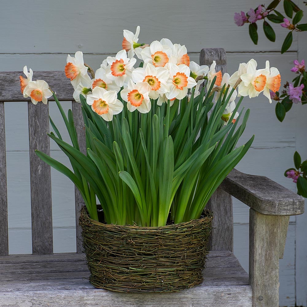 Narcissus 'Pink Charm,' Ready-to-Bloom Basket