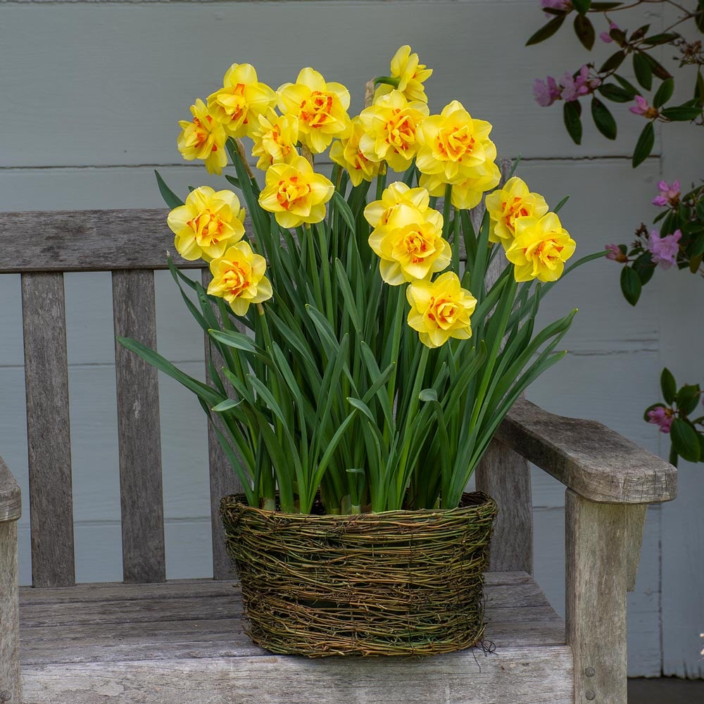 Narcissus 'Tahiti,' Ready-to-Bloom Basket
