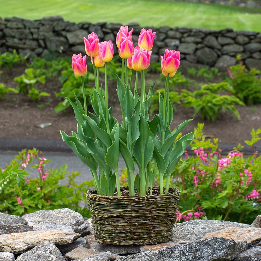 Tulip 'Tom Pouce,' Ready-to-Bloom Basket