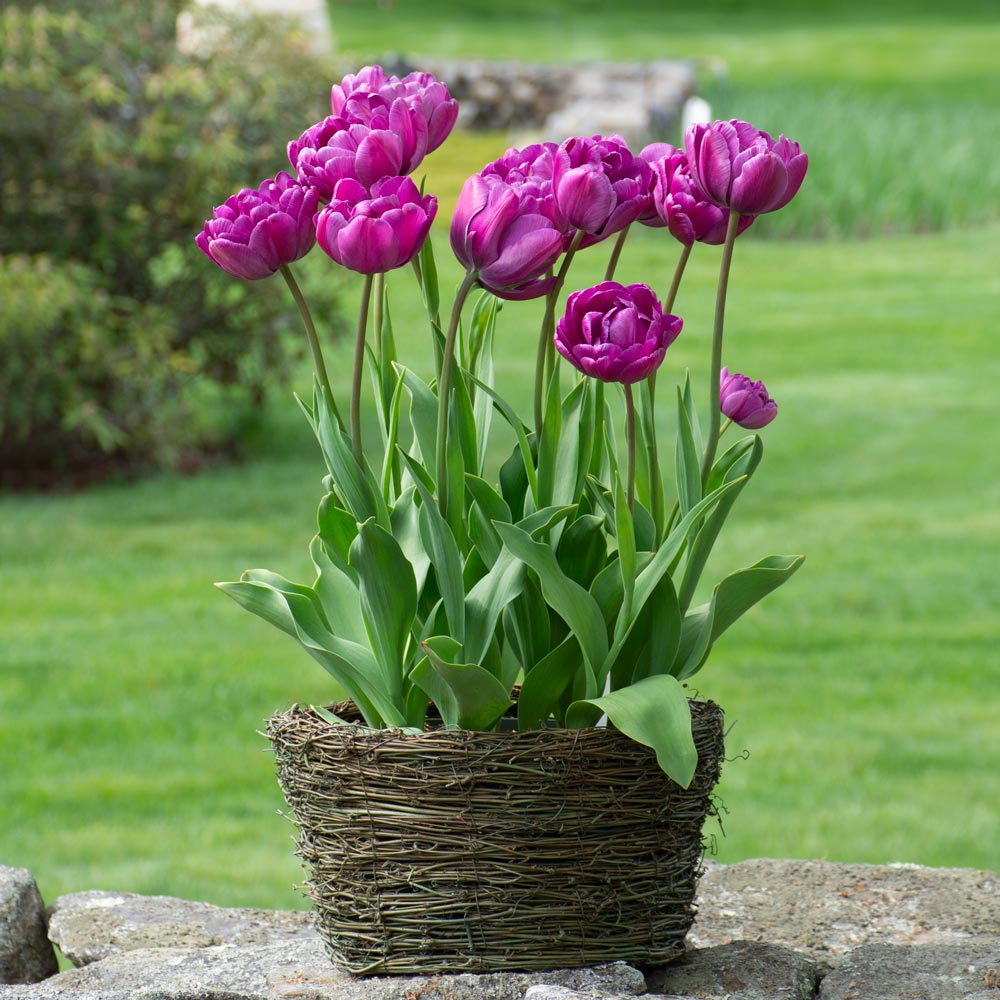 Tulip 'Blue Diamond,' Ready-to-Bloom Basket