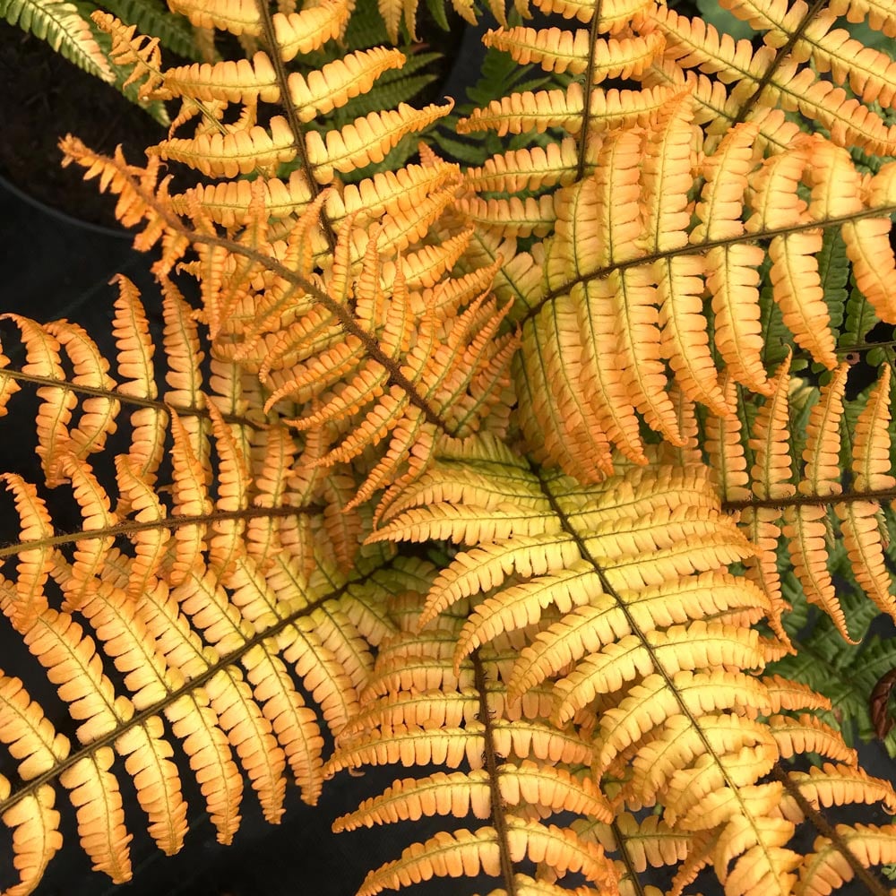 Dryopteris wallichiana 'Jurassic Gold'