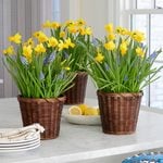  Tiny Trumpets Bulb Gardens to 3 Different Addresses - Standard Shipping Included