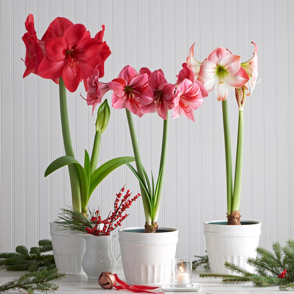 Amaryllis Shades of Pink Trio