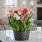  Peppermint Party Bulb Garden