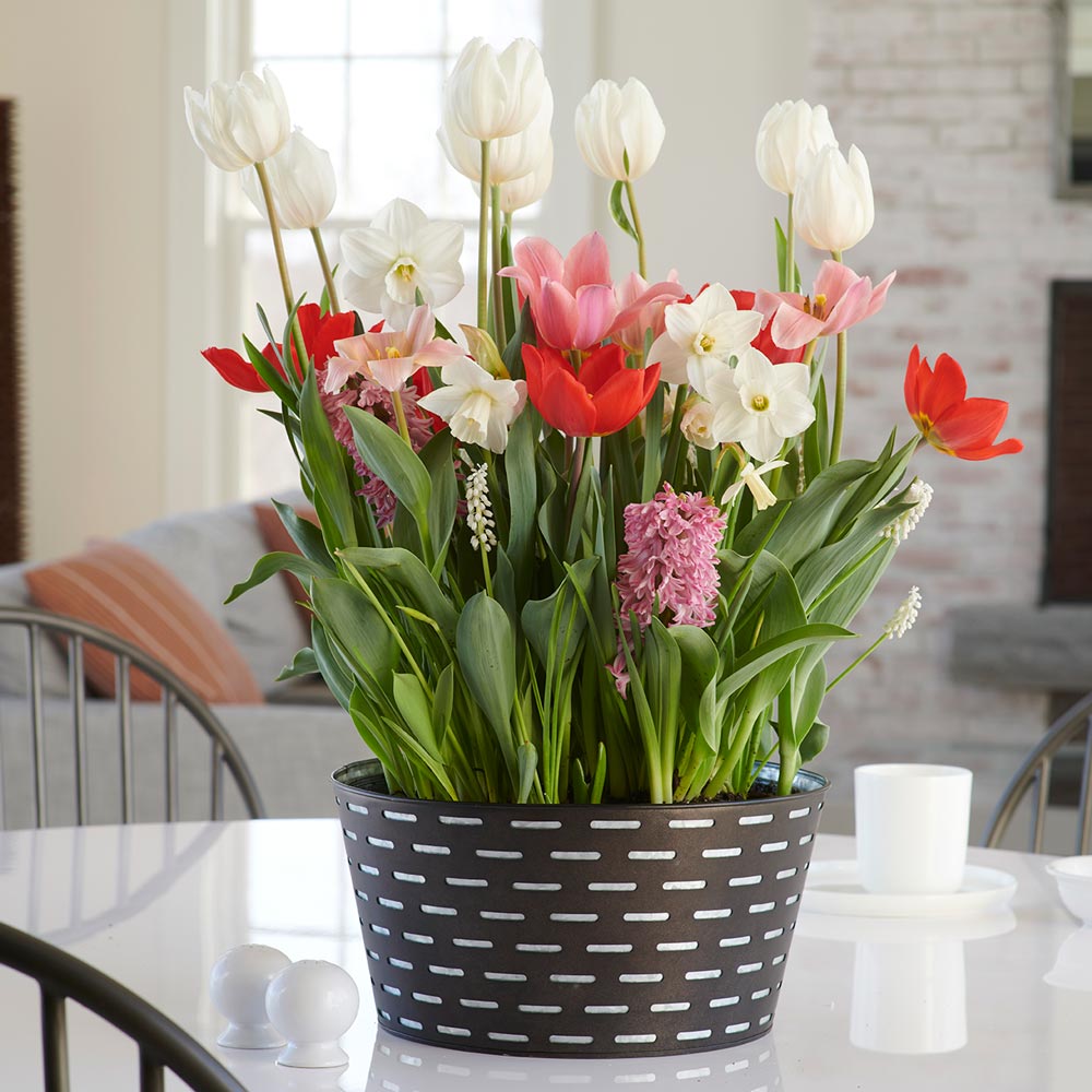 Peppermint Party Bulb Garden