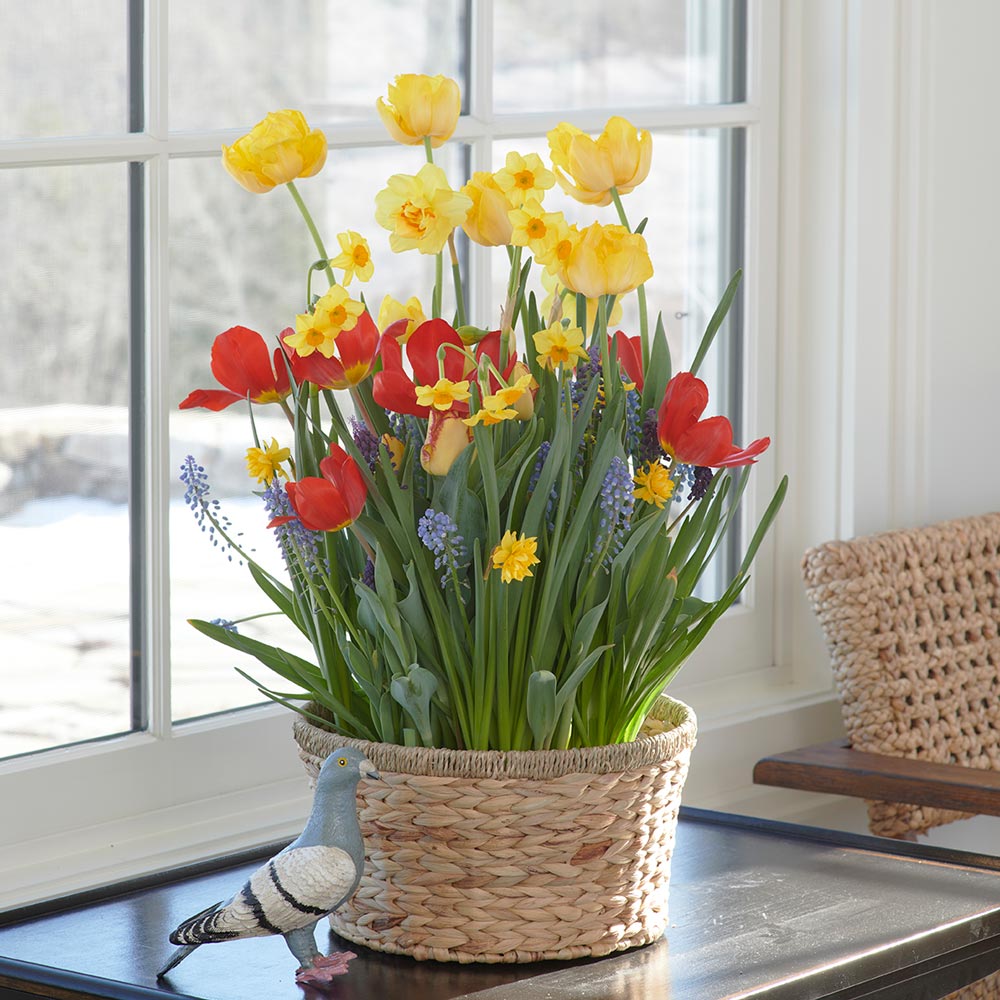 Chill Chaser Bulb Garden